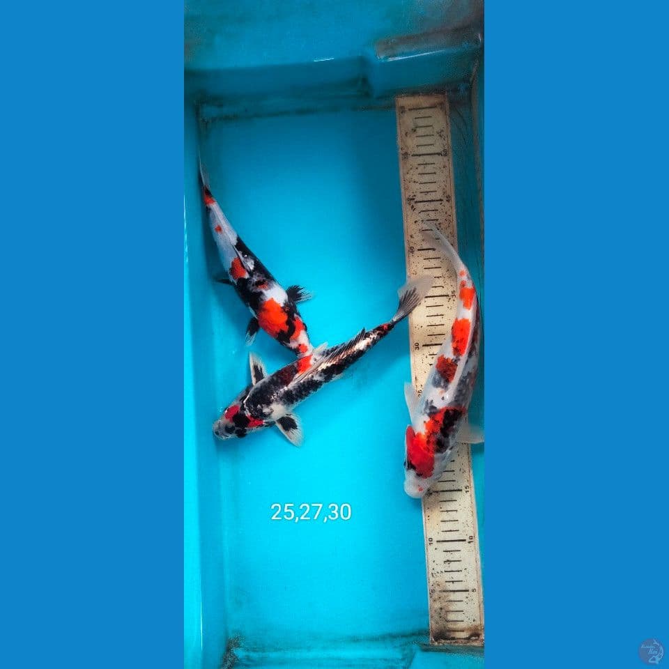 showa mix kin showa 25,27,30cm