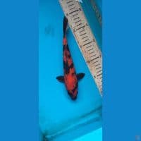 utsuri gindrin 23cm