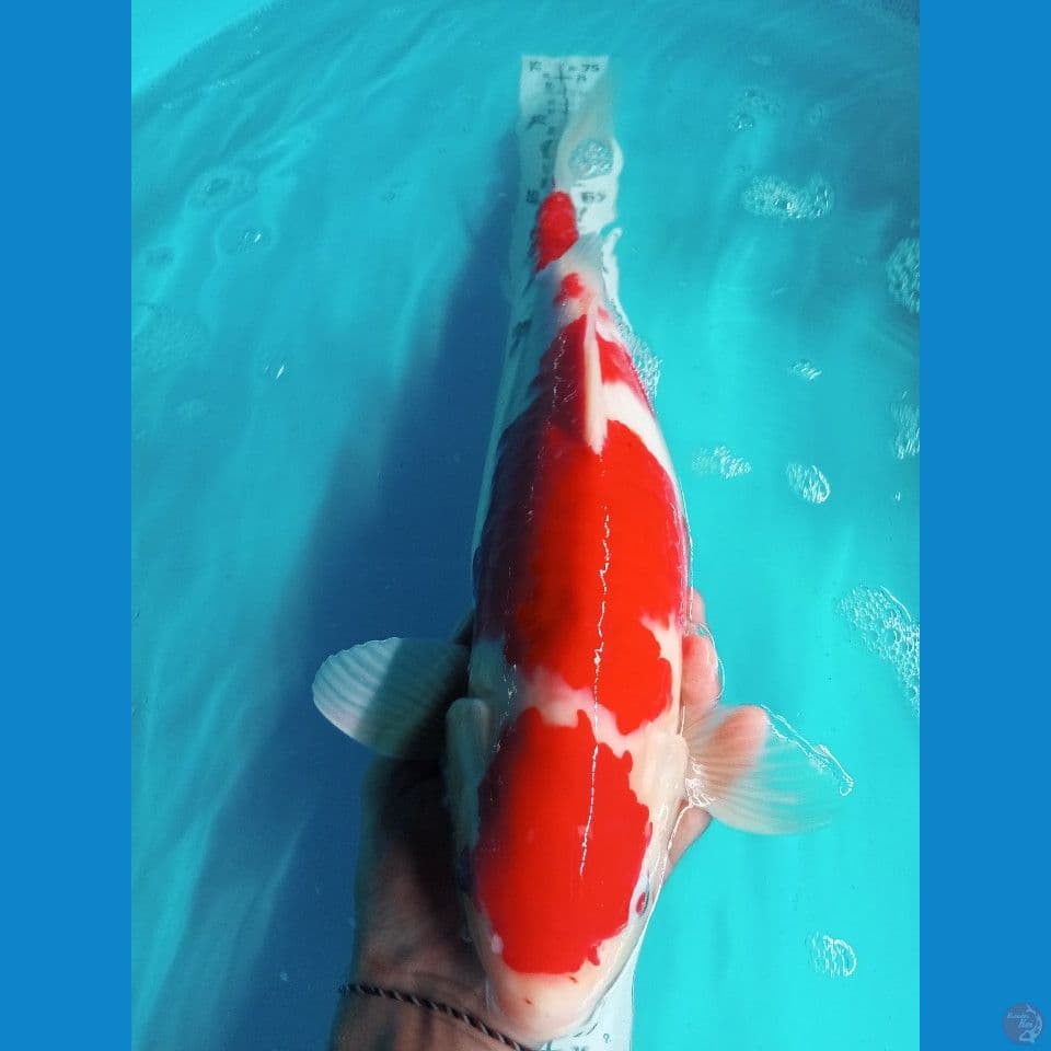 maruten Kohaku 