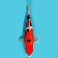 taiso sanke 25 cm 