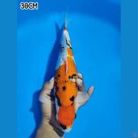 SHOWA GINRIN TATEGOI 30CM