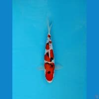 Sanke 31cm