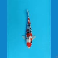 Sanke 31cm