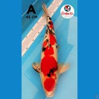 Sanke Maruten 45cm