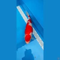 Kohaku Strong 47cm