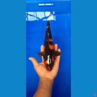 hi utsuri 30cm