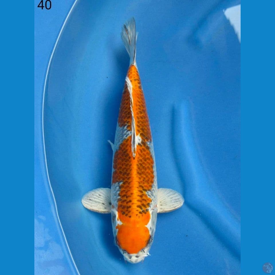 42cm Super Kujaku male
