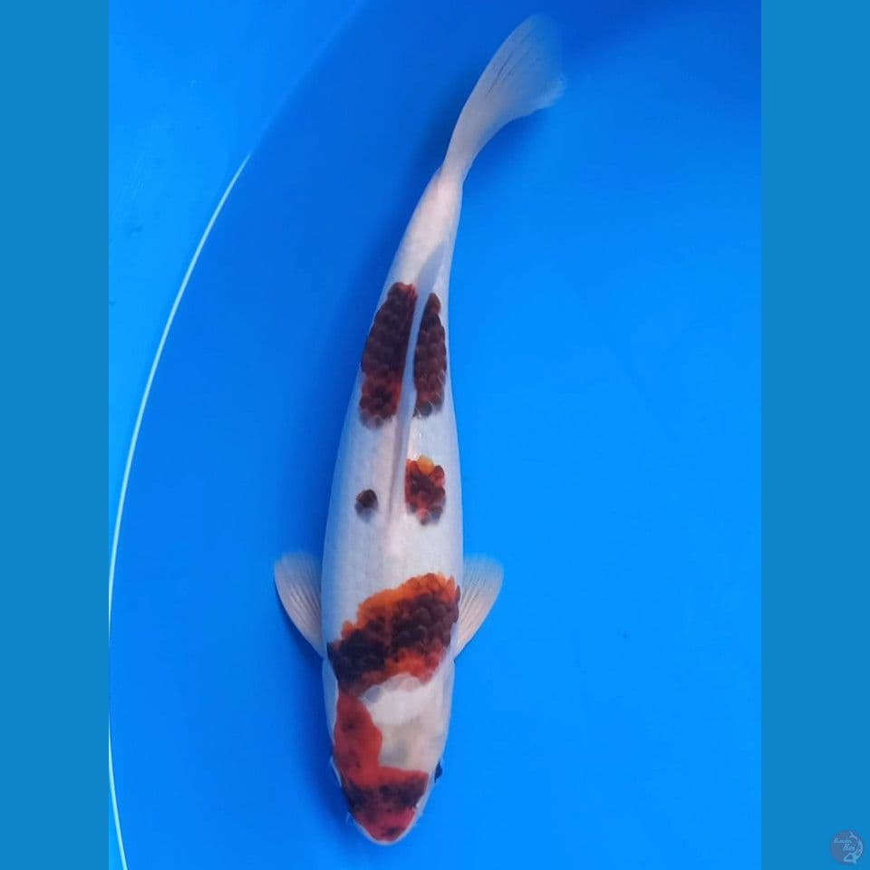 GOROMO 30CM
