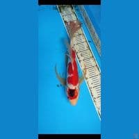 kumpay size 50bu