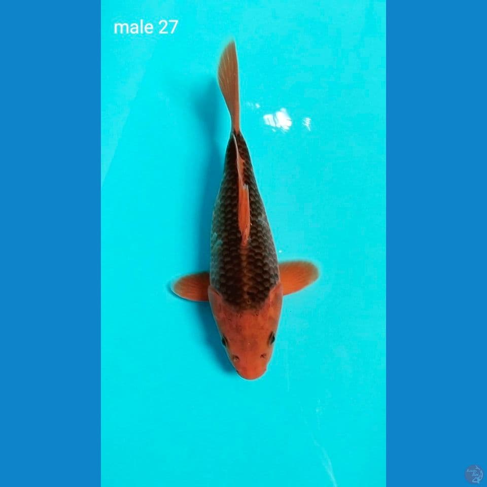 SB akamatsuba male 27cm