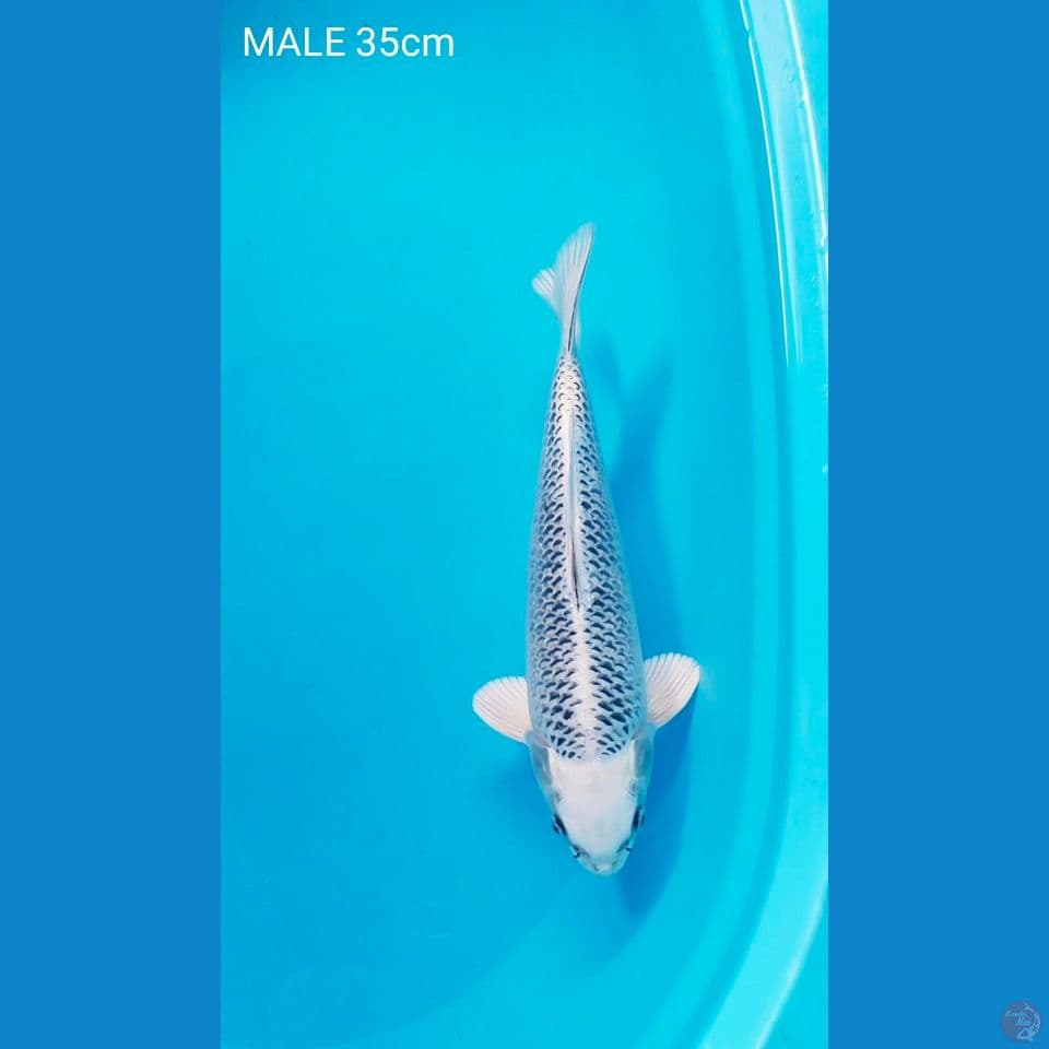 sq ginmatsuba male 35cm 