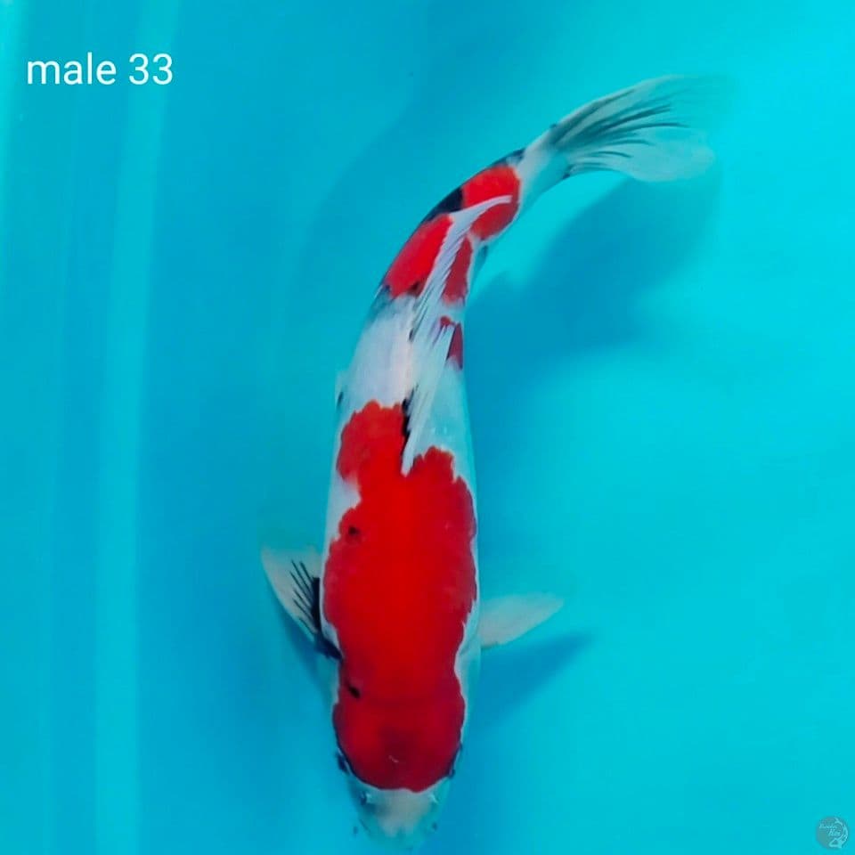 jantan tangguh male 33cm
