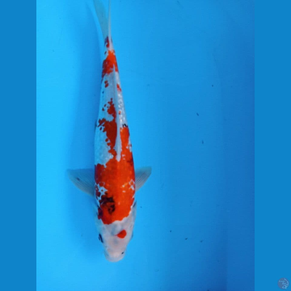 showa 40cm