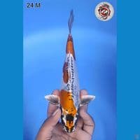 Kiko Original Mantap 24cm Jantan 