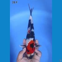 Showa Original 28cm Betina 