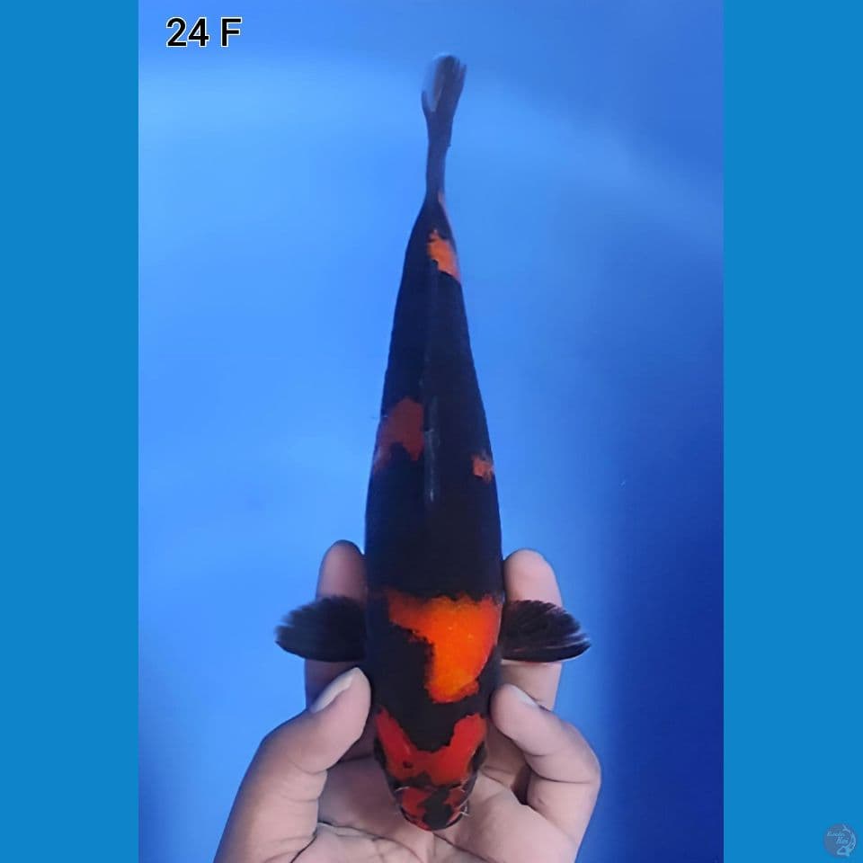 Hi Showa Original Hitam Pekat 24cm Betina 
