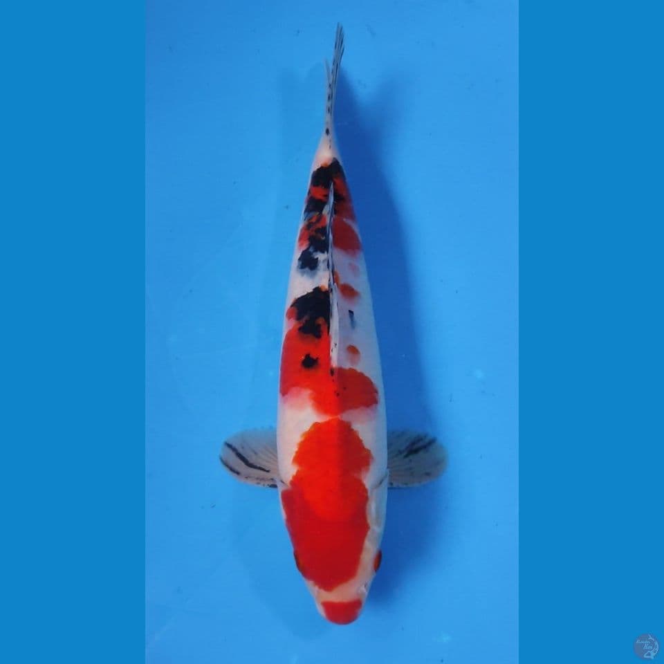 SANKE HQ RED STRONG  30CM - MALE 
