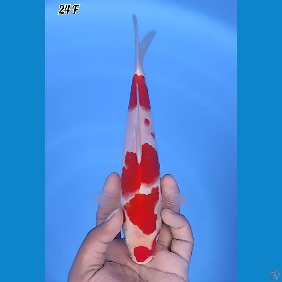 Kohaku Original 24cm Betina