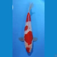 KOHAKU ORIGINAL 27cm - FEEMALE 