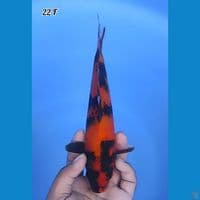 Hi Showa Original 22cm Betina 