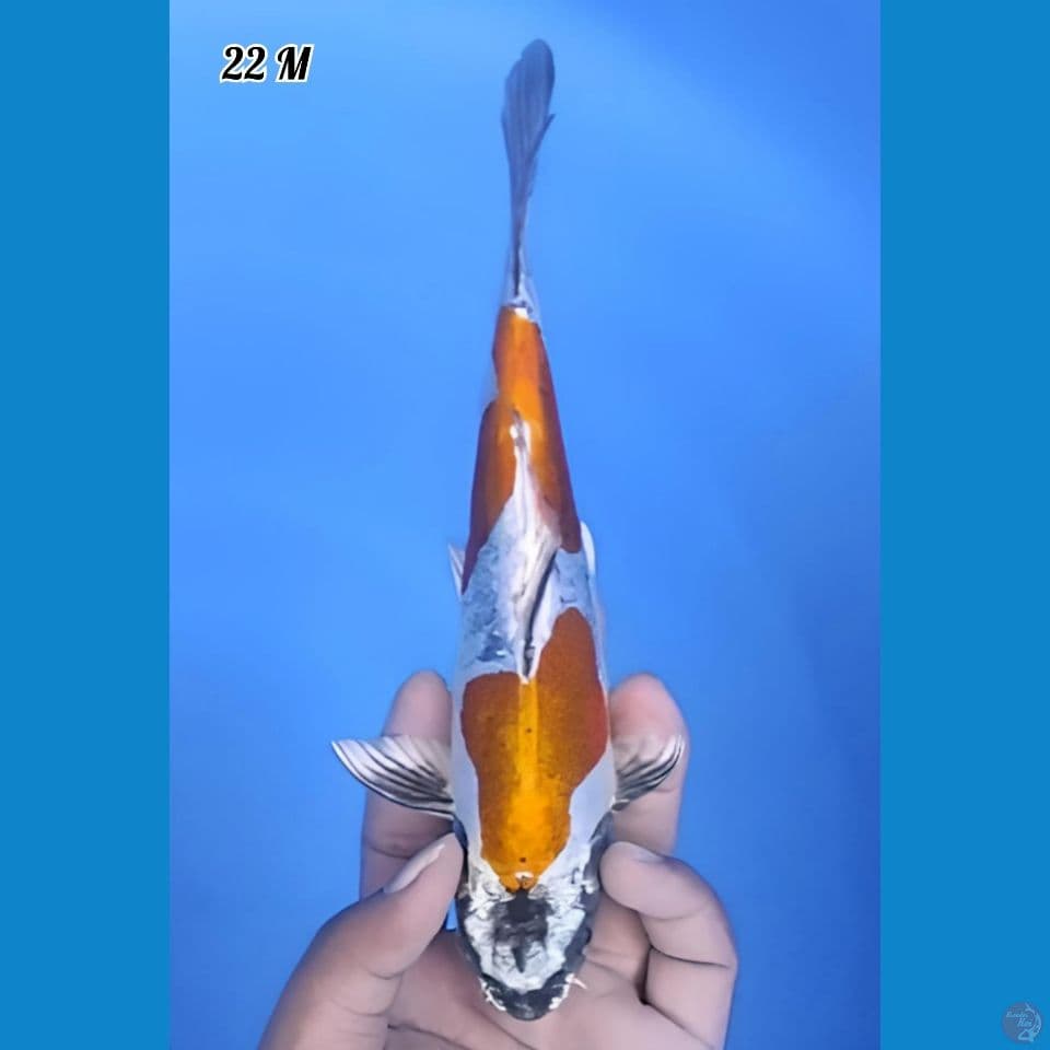 Kiko 2 Step Original 22cm Jantan (Sirip Kecil Sebelah)