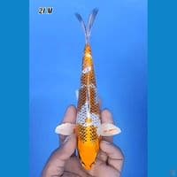 Kujaku Full Hikari 22cm Jantan 