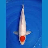 TANCO.KOHAKU 40 BU