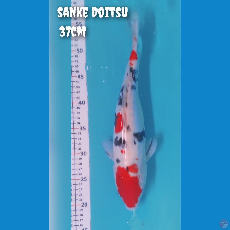 sanke Doitsu Aragoke 