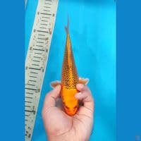 Menyalaa  22 cm