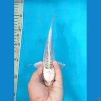 Gin Matsuba 21 cm