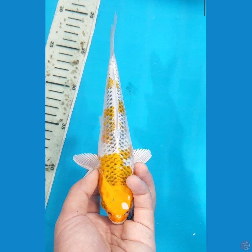 Kujaku 20 Cm