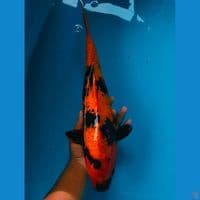 utsuri 40cm