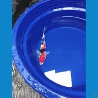 Showa Male 30cm™