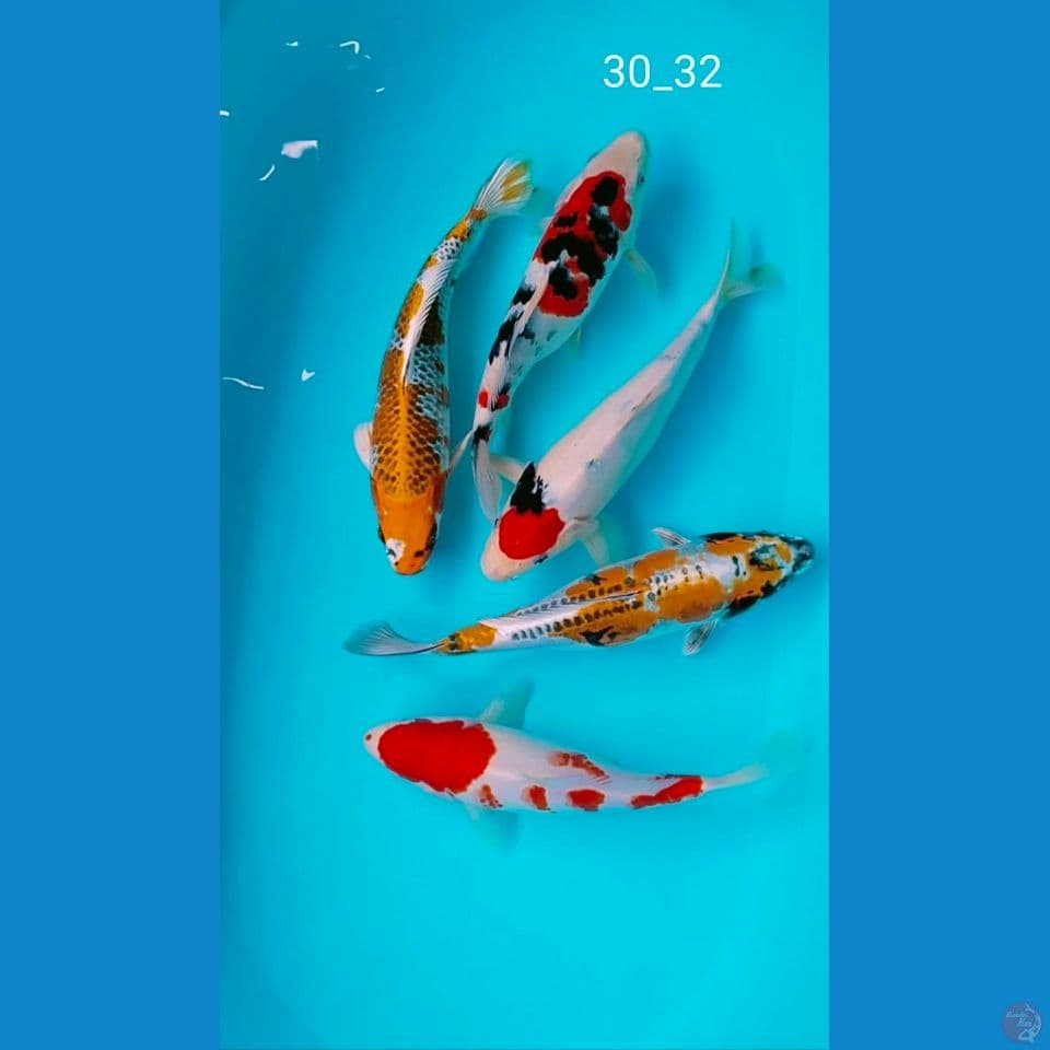 mik ceria 30_32cm
