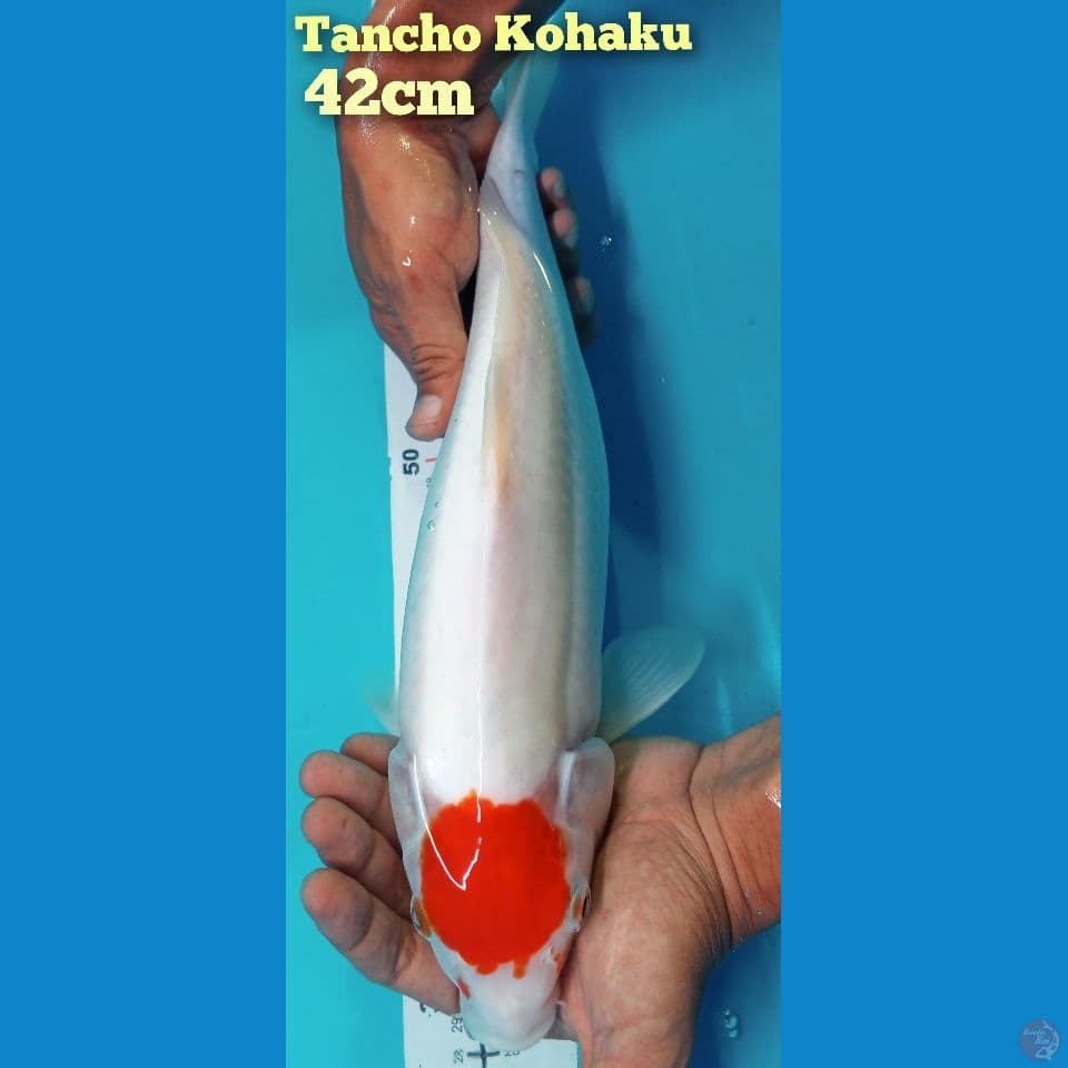 Tancho kohaku 