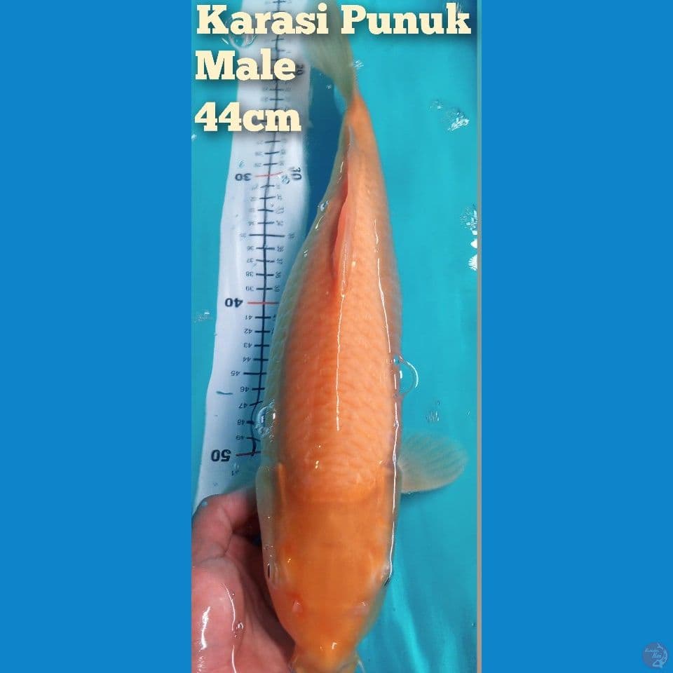 karashi punuk