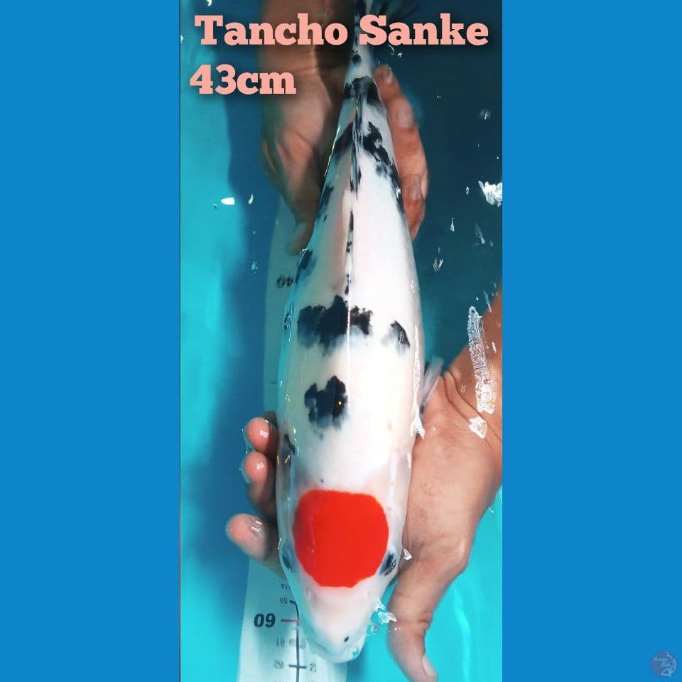 Tancho sanke 