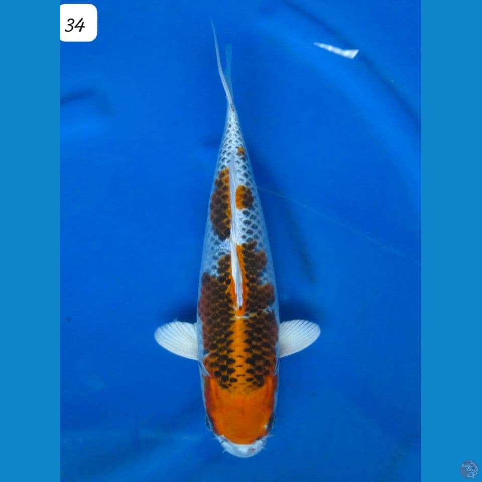 34cm - kujaku