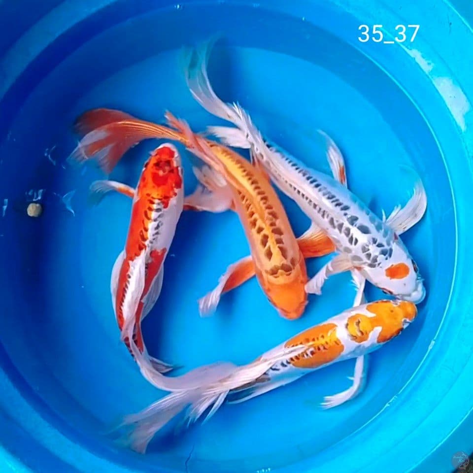 gondrong 35_37cm