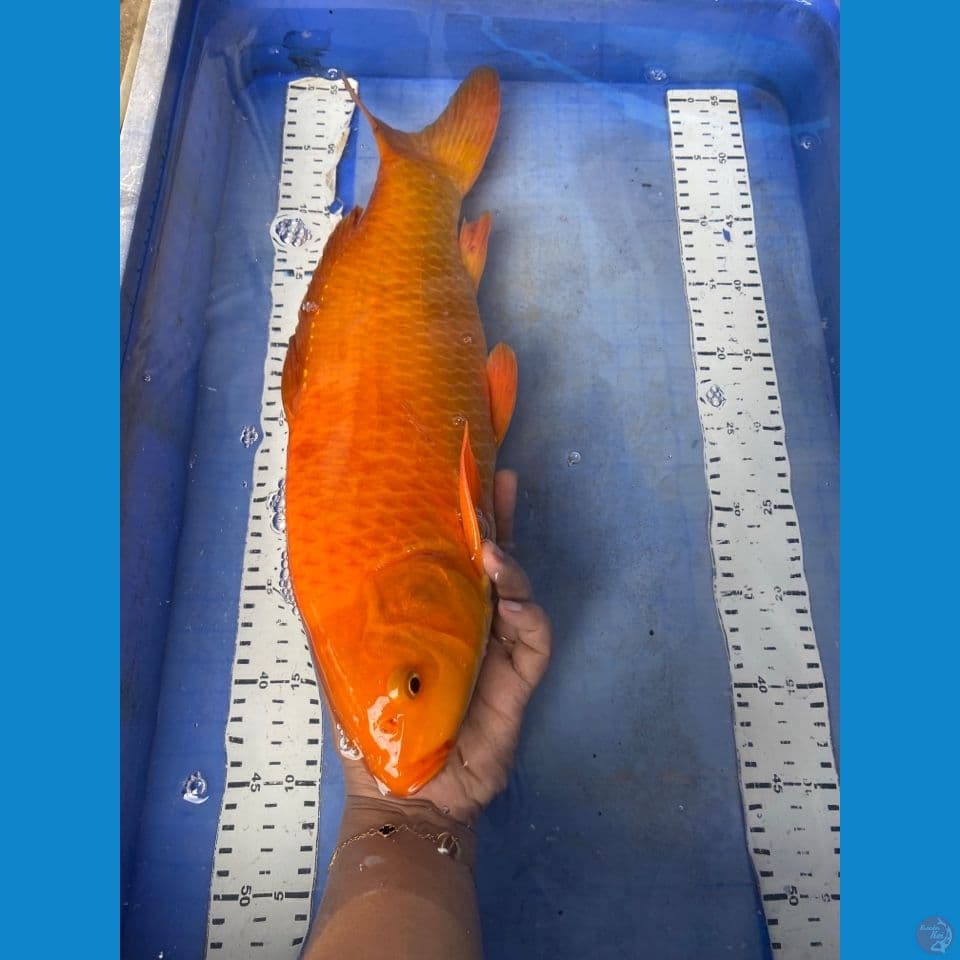 45 jantan karashi njagung munuk