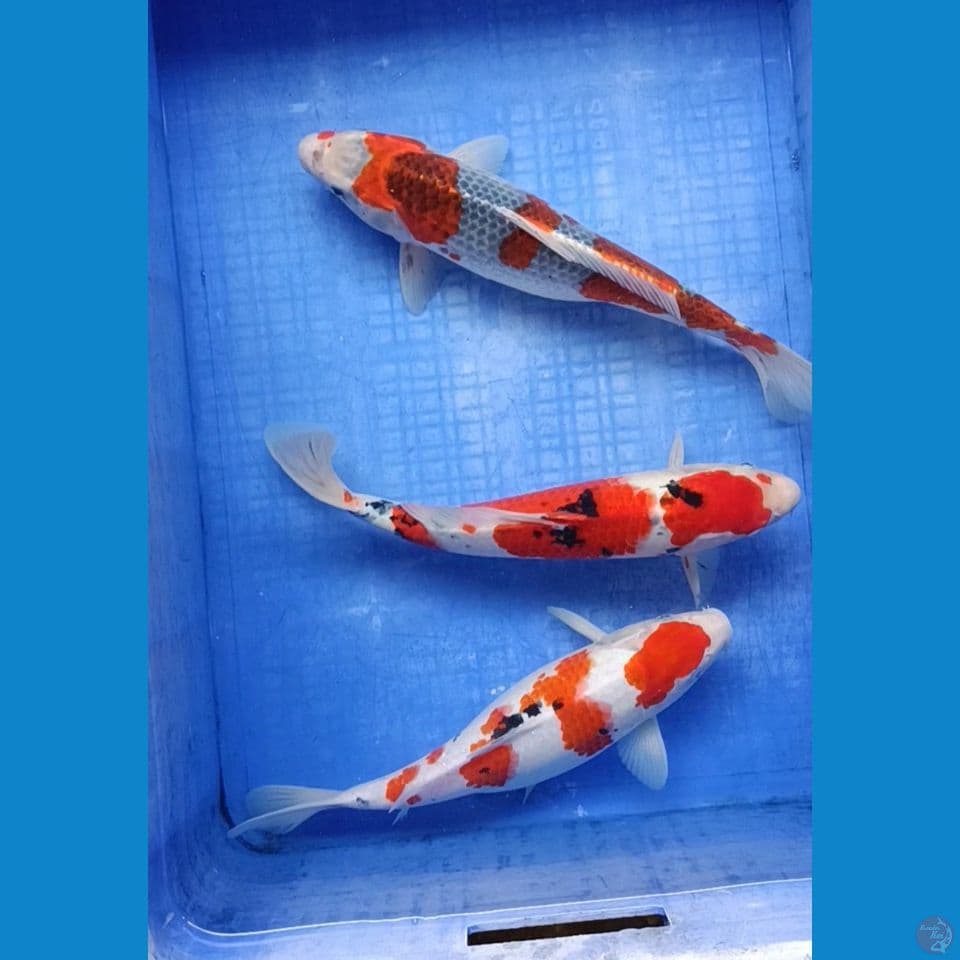mix sisik 30-34 cm