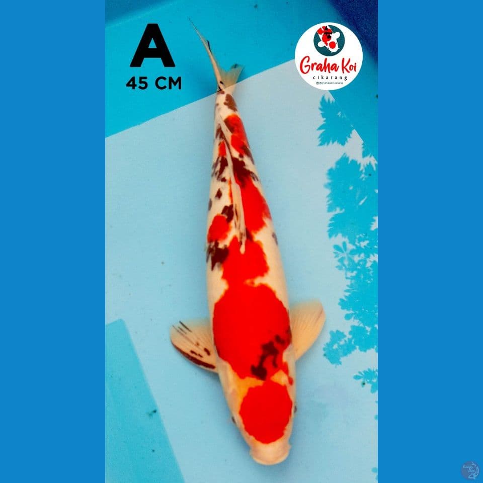 Maruten Sanke 45cm