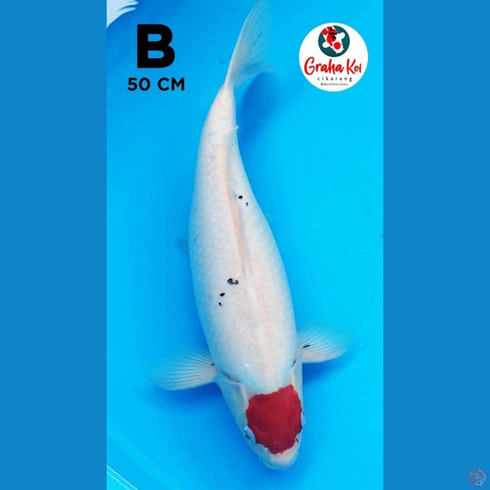 Tanco Sanke Bulky Jumbo 50cm