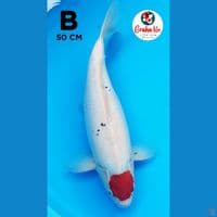 Tanco Sanke Bulky Jumbo 50cm