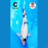 Jumbo Shiro 52cm