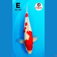Jumbo Kohaku 52cm