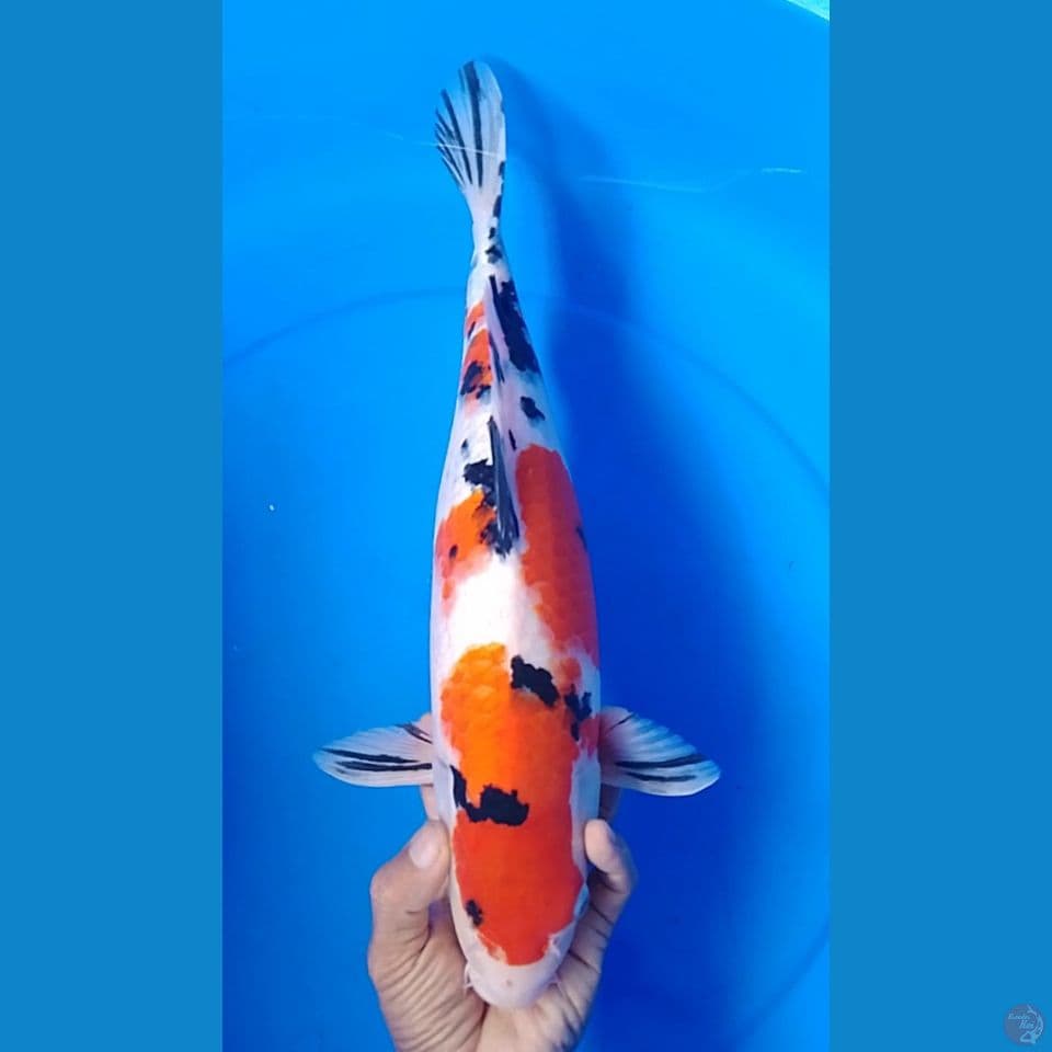 showa : original mata 1 : 40cm.f