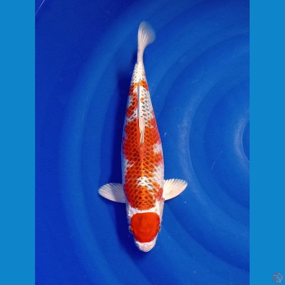 MARUTEN KUJAKU 34 CM