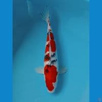 SANKE 32 CM 