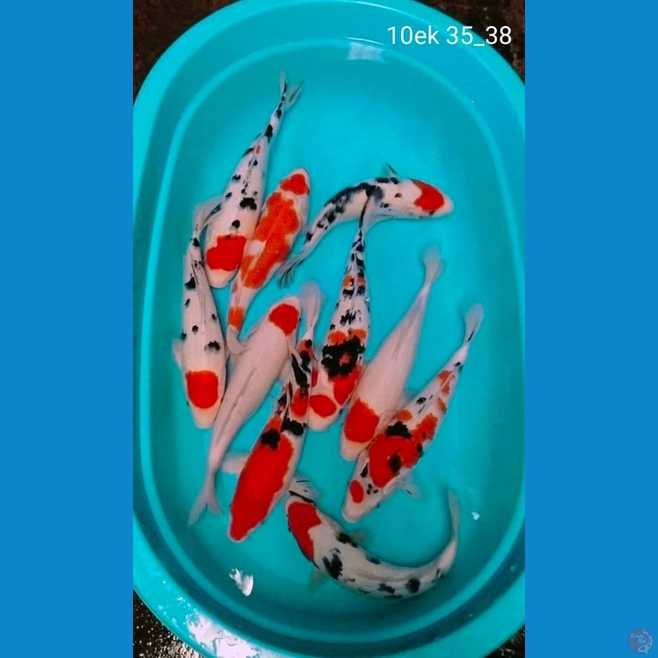 ciamik 10ek 35_38cm